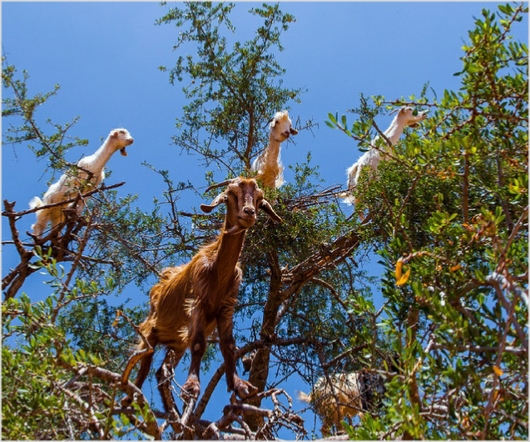 Activities in Morocco