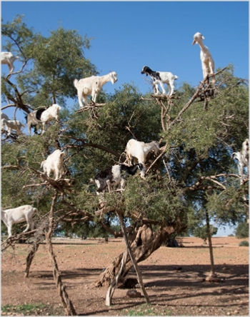 Day Trip from Marrakesh