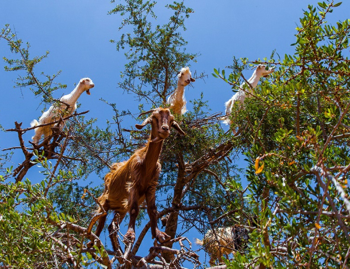 Tours from Marrakesh